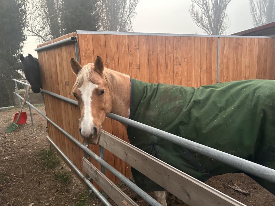 Uno dei cavalli dell'azienda agricola di Agriturismo La Mora